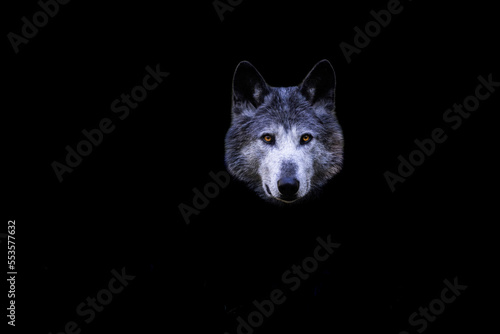 Obraz na płótnie Portrait of a black wolf with a black background w salonie