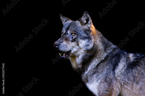 Obraz na płótnie Portrait of a gray wolf with a black background w salonie