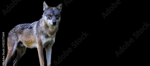 Obraz na płótnie Template of a gray wolf with a black background w salonie