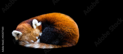 Obraz na płótnie Template of a Red panda sleeping with a black background w salonie