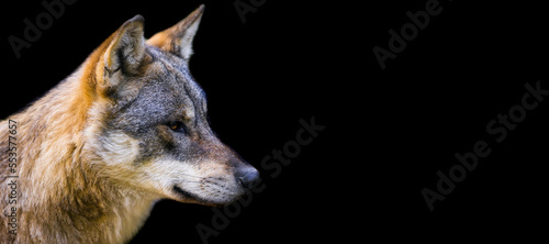 Obraz na płótnie Template of a gray wolf with a black background w salonie