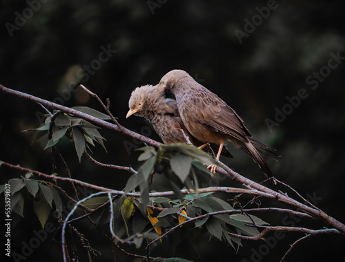 Small bird on a branch