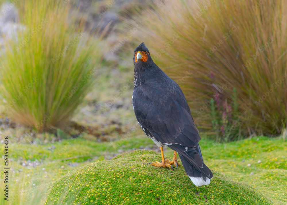 Obraz premium Carunculated Caracara, Phalcoboenus carunculatus