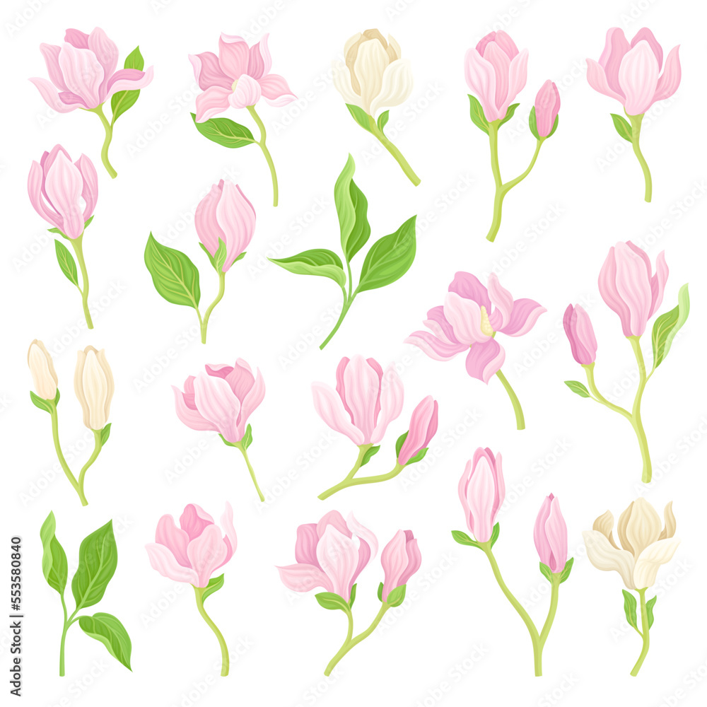 Tender Pink Magnolia Flowers with Stem and Leaves Big Vector Set