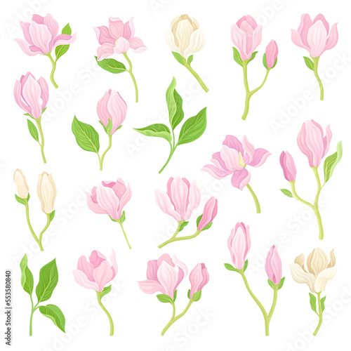 Tender Pink Magnolia Flowers with Stem and Leaves Big Vector Set