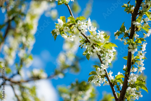 spring tree over blue sky photo