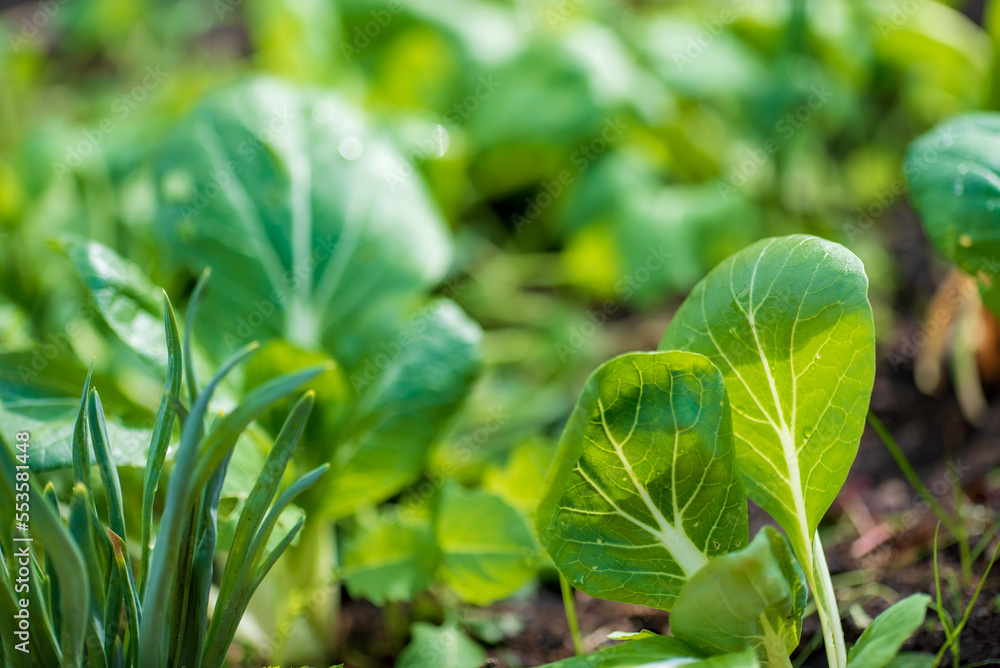 Obraz premium bok choy plants in organic garden