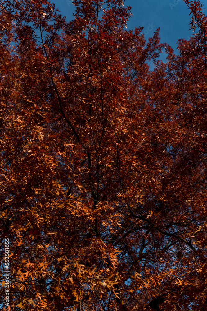 Autumn, yellow leaves on the trees. Autumn Park. Maple tree. Autumn, yellow leaves on the trees. Autumn Park. Maple tree.