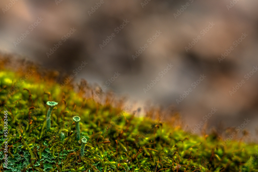 moss on the ground moss on the ground