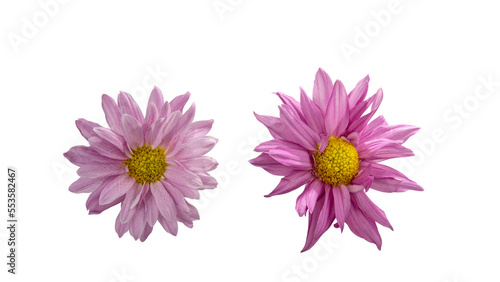 Chrysanthemum on white background and cut out and transparent background. Also called mother flower, florist daisy or China chrysanthemum, a field flower of many colors. © Isbel Dias
