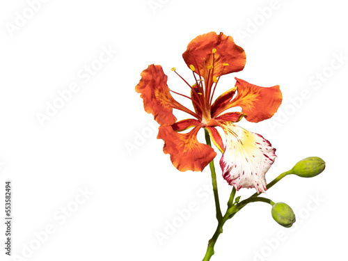 Poinciana regia or Delonix regia flowers isolated and cut out, transparent background. Other names: royal poinciana, flamboyant, acacia rubra, phoenix flower, flame of the forest, flame tree photo