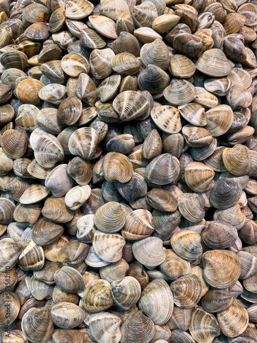 Málaga clams (carved carpet shells) freshly harvested. As displayed in a fish market.