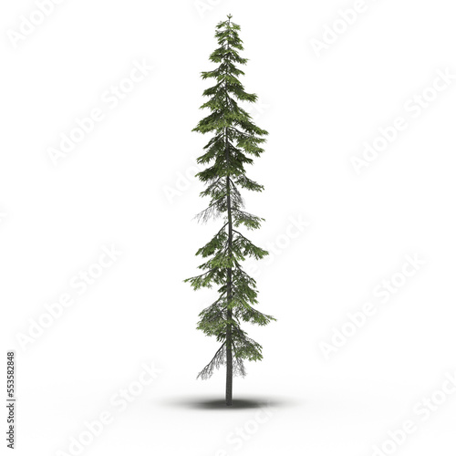 large tree with a shadow under it, isolated on a transparent background, 3D illustration, cg render  © vadim_fl