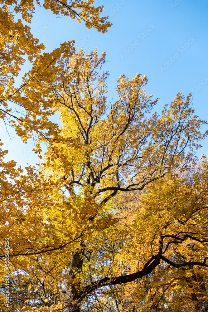 Naklejka premium Beautiful landscape in The Central Park, Manhattan, New York.