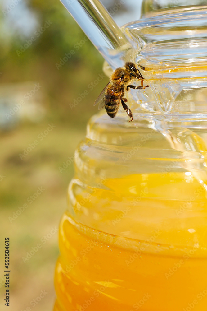 Bee on glass jar with delicious fresh honey, closeup Bee on glass jar with delicious fresh honey, closeup