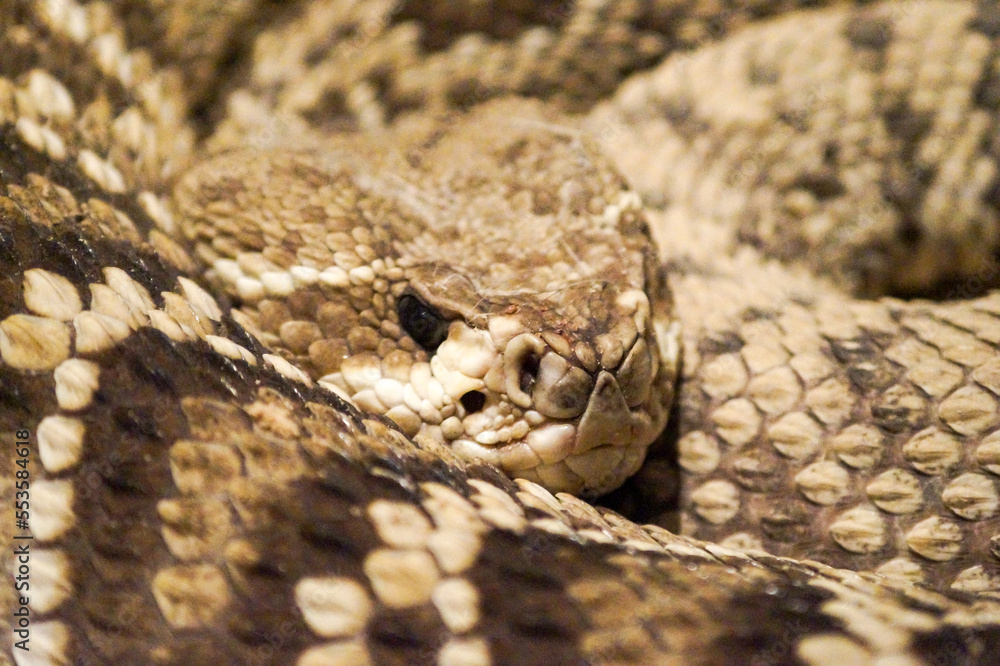 Obraz premium close up of a python