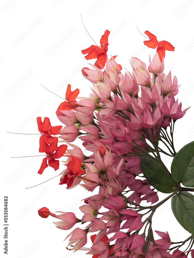 Java Glory Flower Pink and red flowers of Clerodendrum x speciosum also called Java Glory ...
