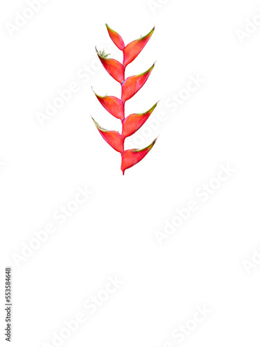 Close up of Heliconia bihai flower, red palulu or banana blooming isolated and cut out. Tropical flower