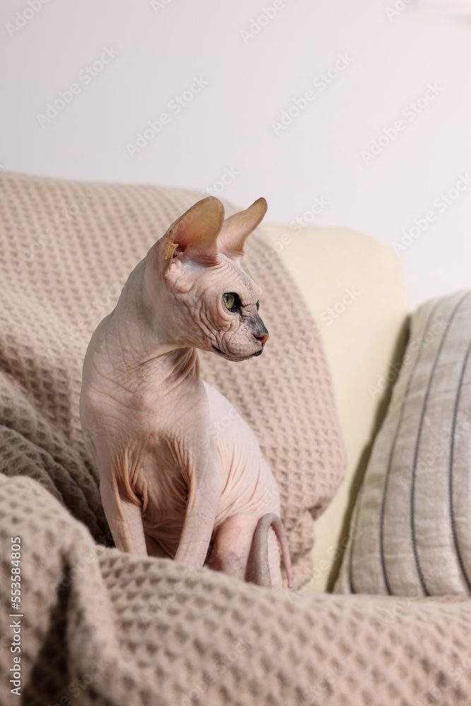 Beautiful Sphynx cat on sofa at home. Lovely pet