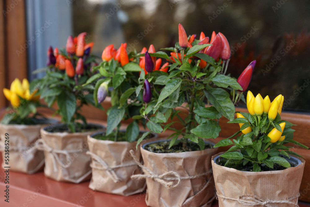 Capsicum Annuum plants. Many potted multicolor Chili Peppers near window outdoors
