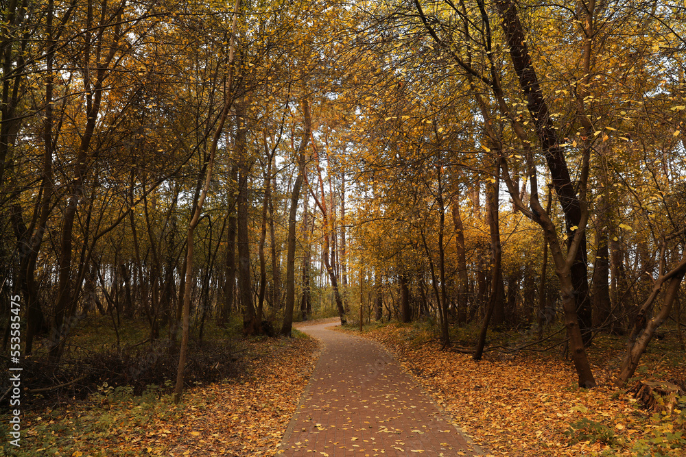 Fototapeta premium Many beautiful trees and pathway with fallen leaves in autumn park