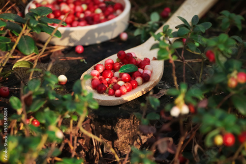 Delicious ripe red lingonberries in wooden spoon outdoors