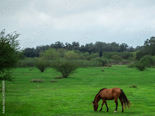 A brown horse in a field grazing © DeVon