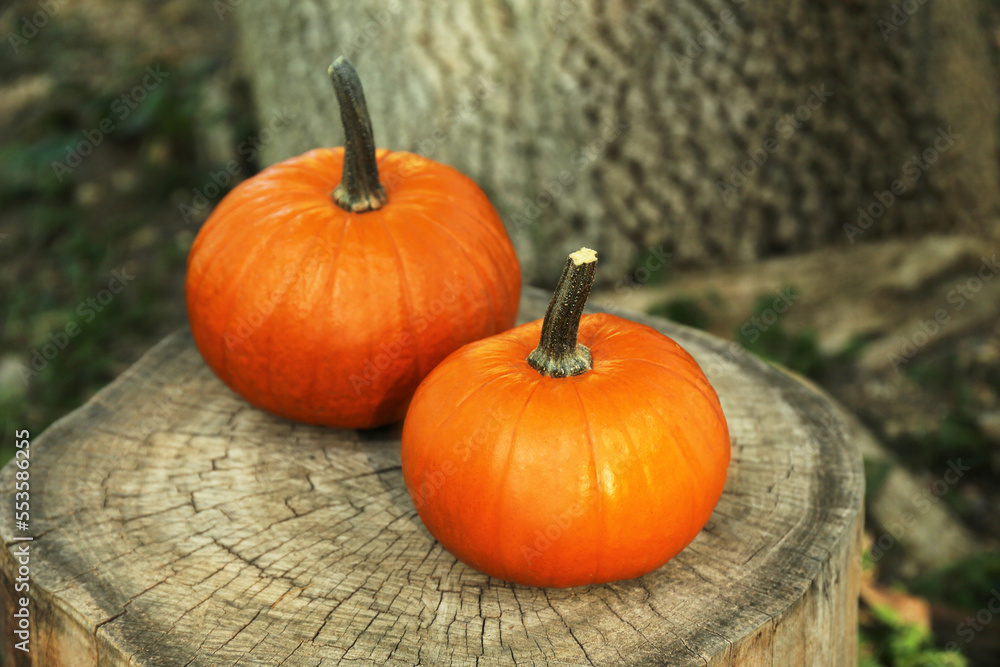 Two orange pumpkins on stump in garden Two orange pumpkins on stump in garden