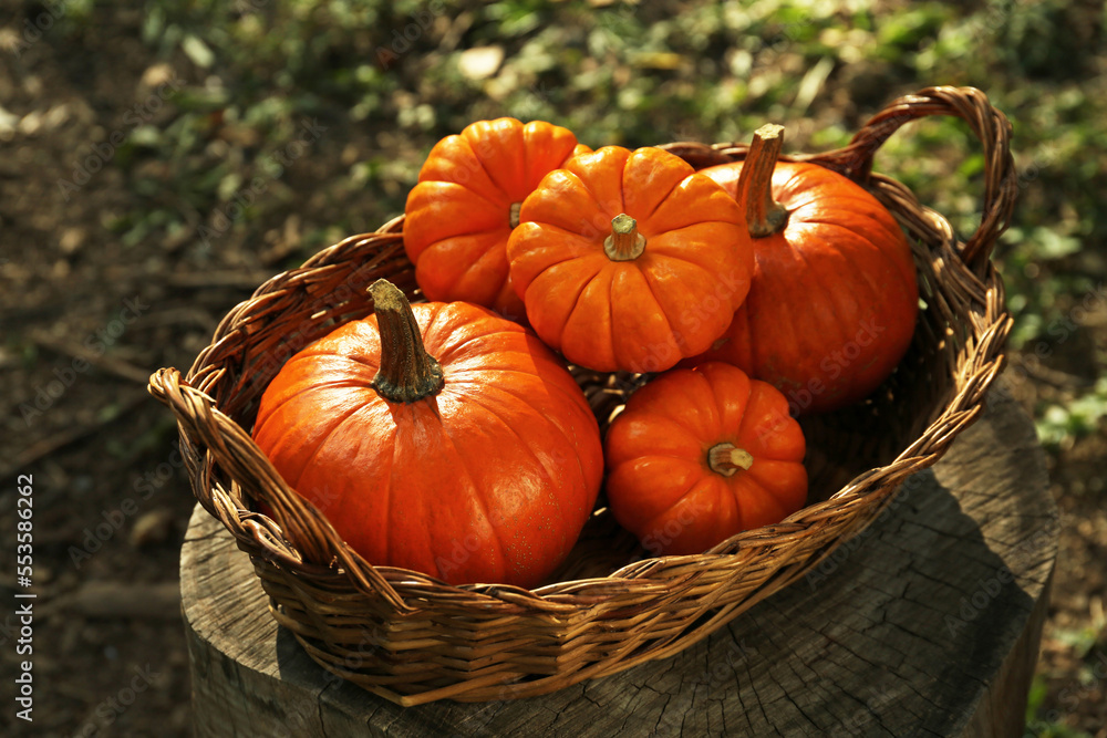 Wicker basket with many pumpkins in garden Wicker basket with many pumpkins in garden