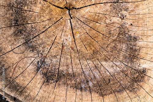 Large circular piece of wood cross section with tree ring texture pattern and cracks. Detailed organic surface of nature.