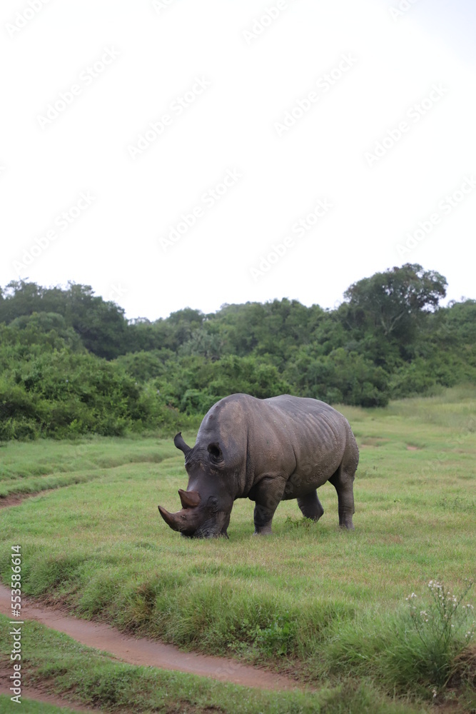 Fototapeta premium Rhino in the wild