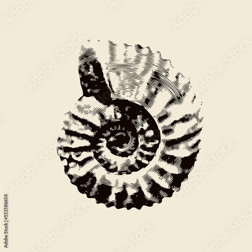 vector objects of ancient petrified ammonite shells. exhibits of the paleontological museum from extinct marine mollusks and animals of the sea and ocean fauna.