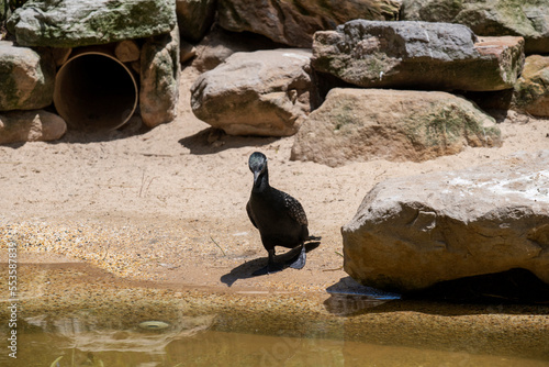 Little Black Cormorant (Phalacrocorax sulcirostris) photo