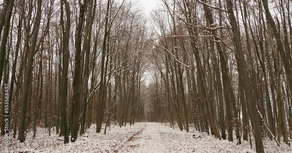 Verschneite Waldlandschaft. Tüllinger Hohe im Winter. Hoherweg, Waldweg im Tüllinger Wald gesäumt von hohen Buchen mit schneebedeckten Ästen Verschneite Waldlandschaft. Tüllinger Hohe im Winter. Hoherweg, Waldweg im Tüllinger Wald gesäumt von hohen Buchen mit schneebedeckten Ästen