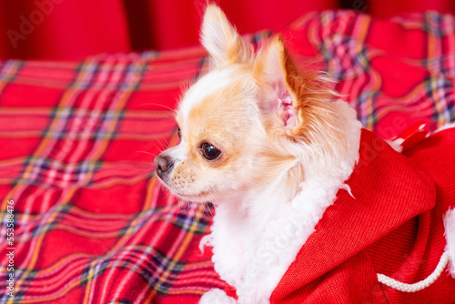 A mini chihuahua dog in Santa s clothes lies on a red checkered blanket. Long-haired chihuahua.