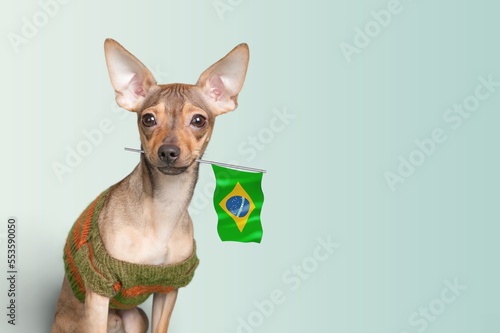 Pretty cute dog hold Brazilian Flag.