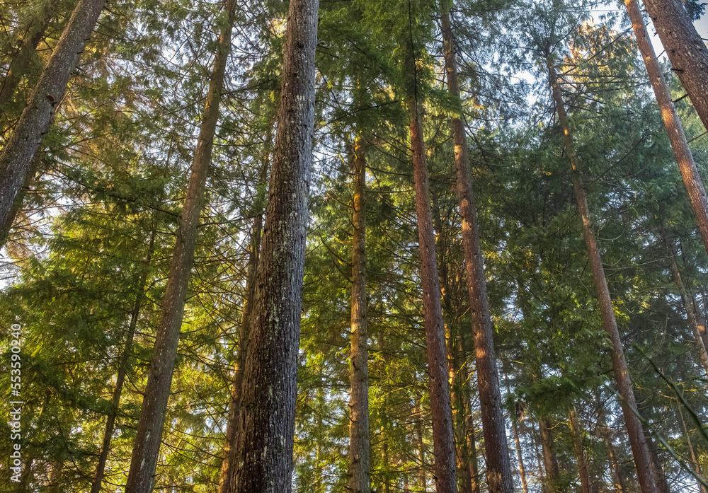 Wooded forest trees backlit by golden sunlight before sunset illuminating tree branches. Forest landscape in a morning Wooded forest trees backlit by golden sunlight before sunset illuminating tree branches. Forest landscape in a morning