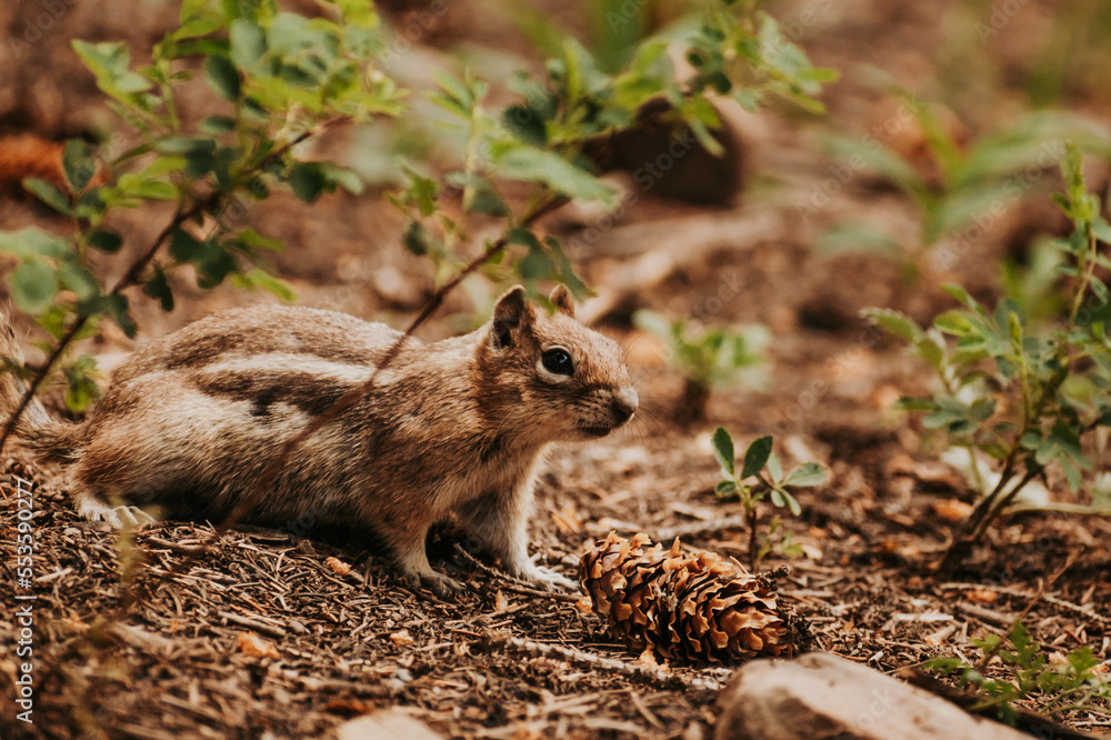 Chipmunk on ground Chipmunk on ground