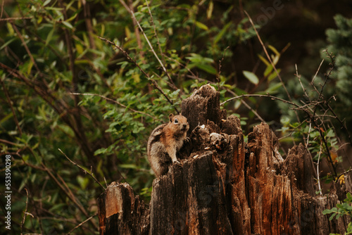 Chipmunk perched on tree-stump