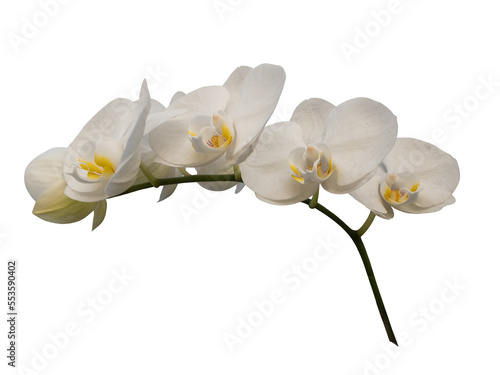 Phalaenopsis orchid, moth orchid, butterfly, anggrek bulan or moon orchid. Selective focus. Isolated on white background and cut out.