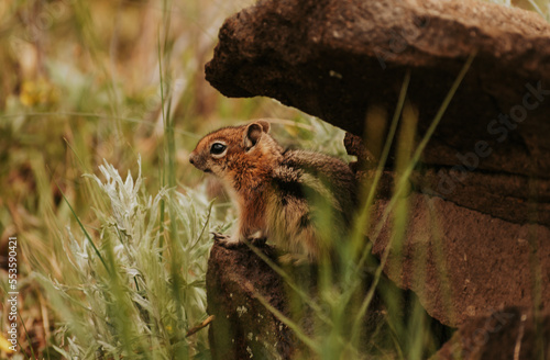 Chipmunk on rock