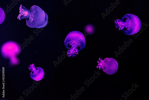 macro photography underwater cannonball jellyfish