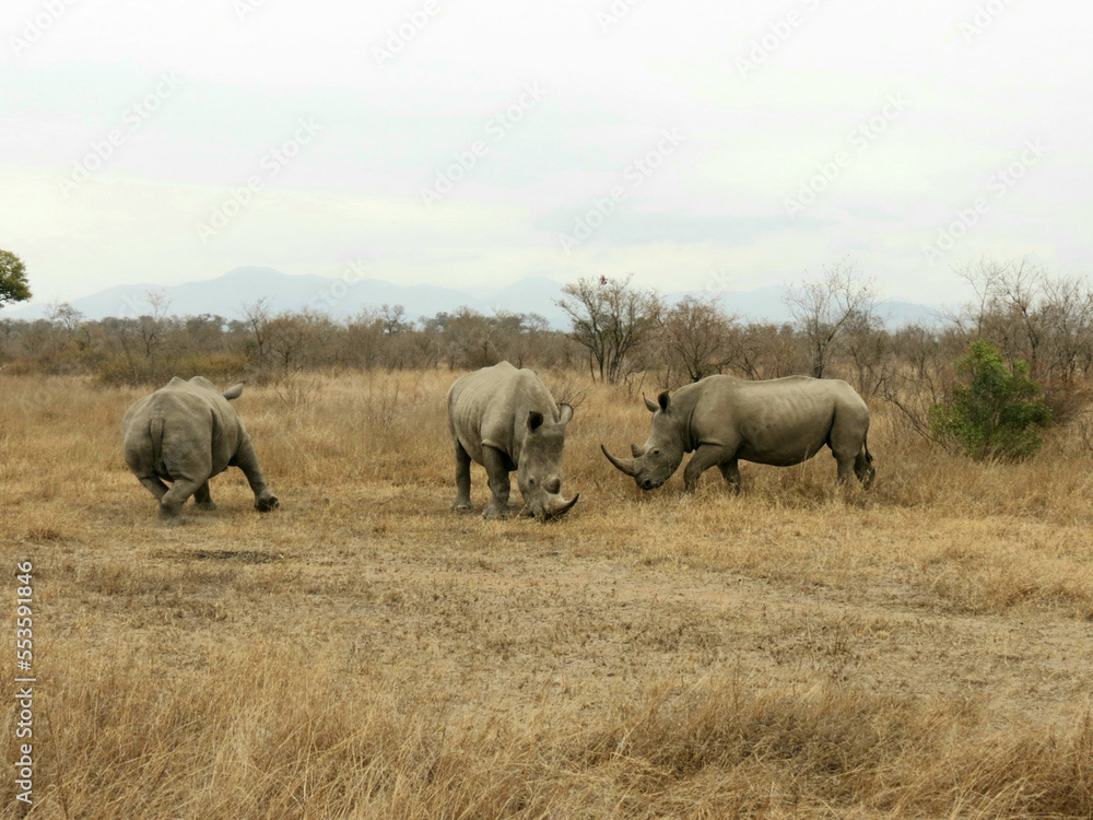 Fototapeta premium Rinoceronte blanco.
