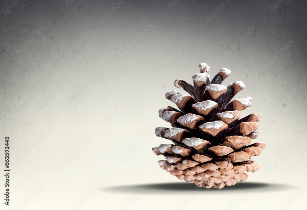 Dry brown pine cone on desk Dry brown pine cone on desk