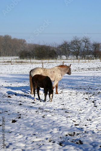 Mare with foal outside. Photographed in winter.