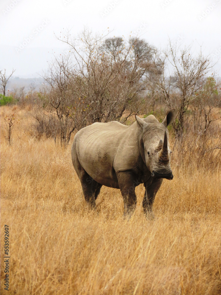 Obraz premium Rinoceronte blanco.
