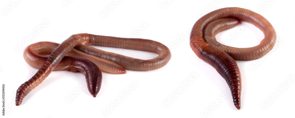 Two earthworms isolated on white background close-up Two earthworms isolated on white background close-up