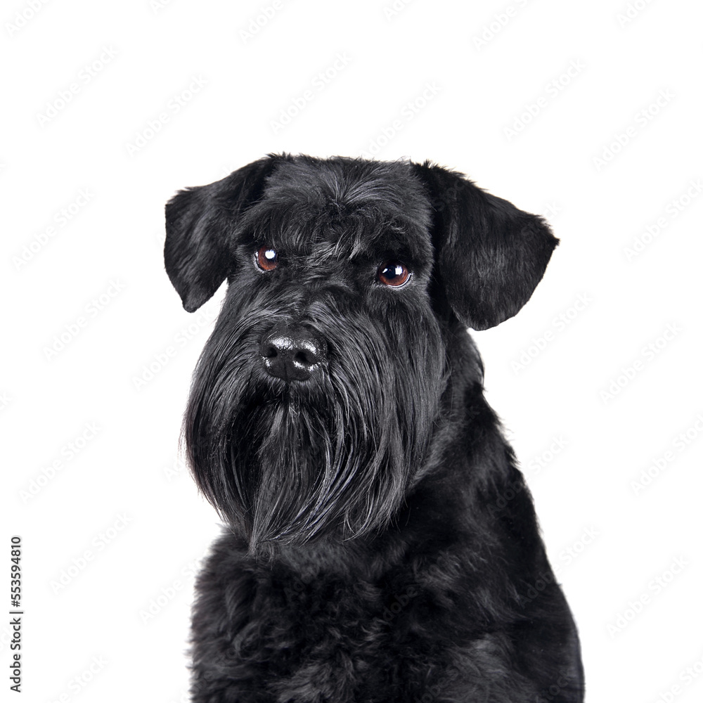 Portrait of a young miniature schnauzer dog