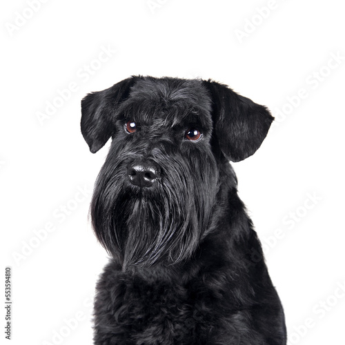 Fotomural Portrait of a young miniature schnauzer dog