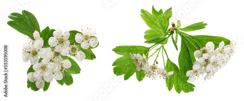 Hawthorn or Crataegus monogyna branch with flowers isolated on a white background photo